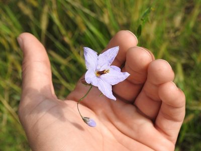 Solanum amygdalifolium, photographed by Eduardo Luis Beltrocco