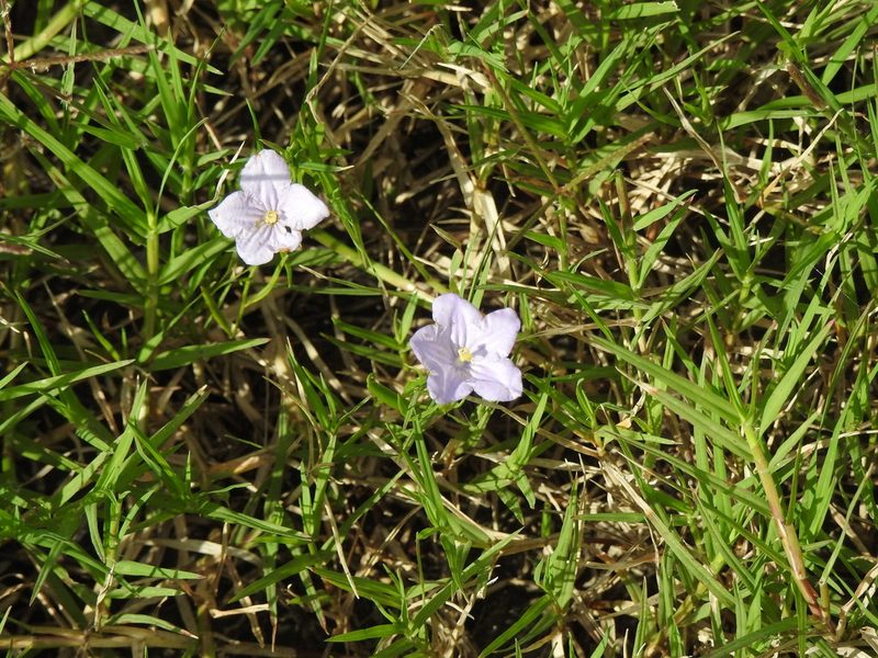 Nierembergia aristata, photographed by Eduardo Luis Beltrocco
