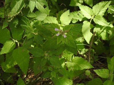 Teucrium vesicarium, photographed by Eduardo Luis Beltrocco