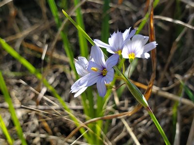 Sisyrinchium albidum, photographed by Samuel A Schmid, PhD, PWS