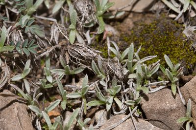 Atractylis cancellata, photographed by Tim Johnson