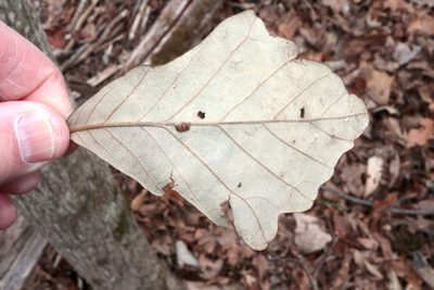 Quercus bicolor, photographed by Jeff Clark