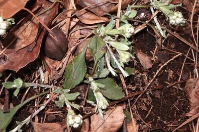 Antennaria plantaginifolia, photographed by Jeff Clark