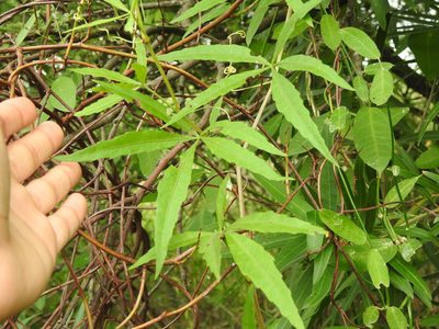 Cissus palmata, photographed by Eduardo Luis Beltrocco