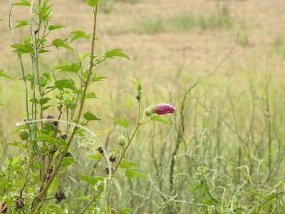 Hibiscus striatus, photographed by Eduardo Luis Beltrocco