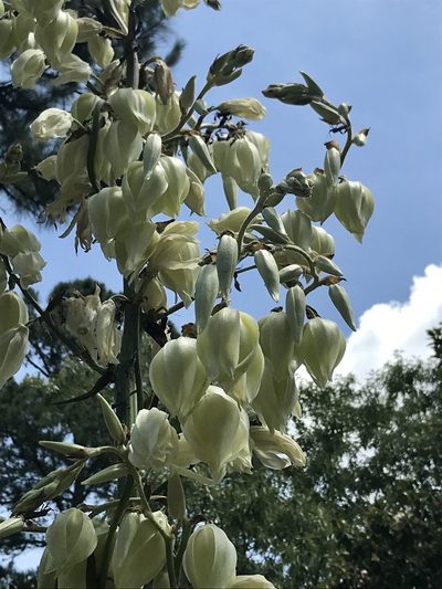 Yucca cernua, photographed by Laura Clark
