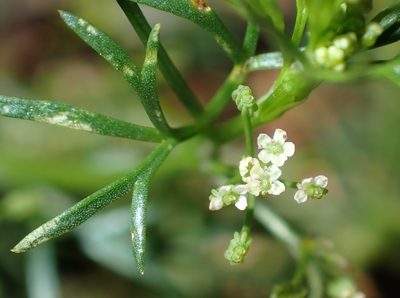 Cyclospermum leptophyllum, photographed by Saryu Mae 前 朝琉
