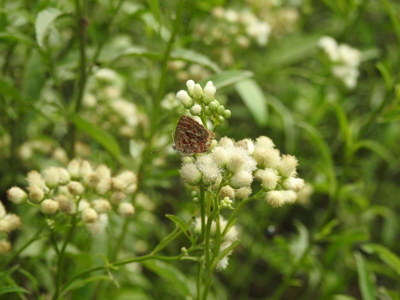Baccharis glutinosa, photographed by Eduardo Luis Beltrocco