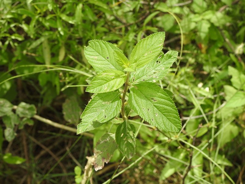 Lippia alba, photographed by Eduardo Luis Beltrocco