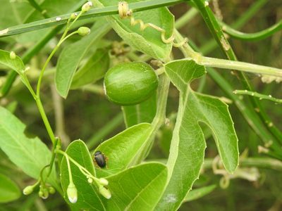 Cayaponia podantha, photographed by Eduardo Luis Beltrocco