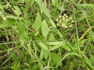 Funastrum clausum, photographed by Eduardo Luis Beltrocco
