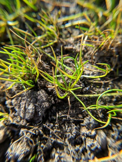 Isoetes orcuttii, photographed by Timothy McNitt