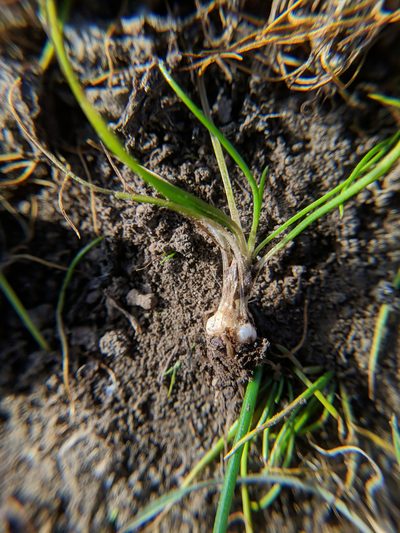 Isoetes orcuttii, photographed by Timothy McNitt