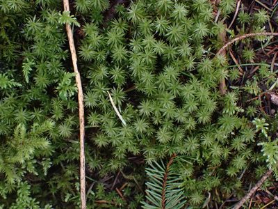 Timmia austriaca, photographed by Randal