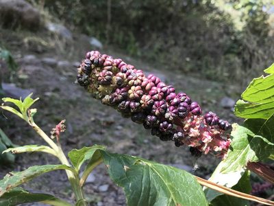 Phytolacca acinosa, photographed by Nuraini Arsad