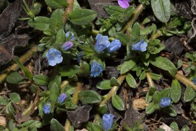 Echium parviflorum, photographed by Tim Johnson