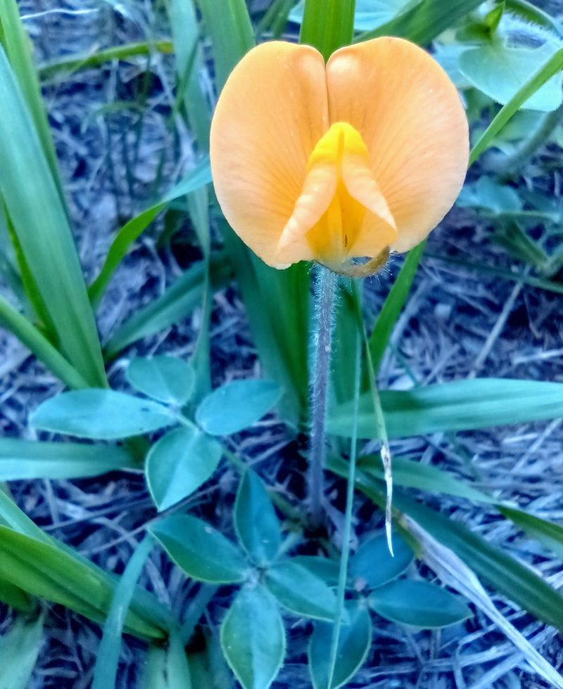 Arachis villosa, photographed by patriciabenitez