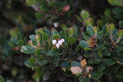 Arctostaphylos sensitiva, photographed by Nicholas Wei