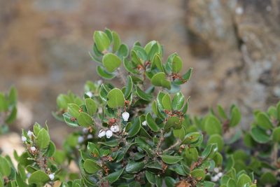 Arctostaphylos sensitiva, photographed by Nicholas Wei