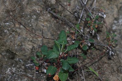 Eriogonum nudum, photographed by Nicholas Wei