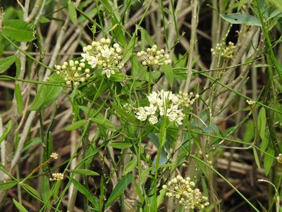 Funastrum clausum, photographed by Eduardo Luis Beltrocco