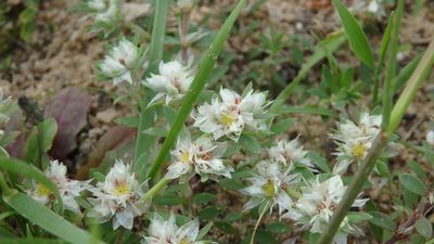 Paronychia argentea, photographed by Paulo Galvão
