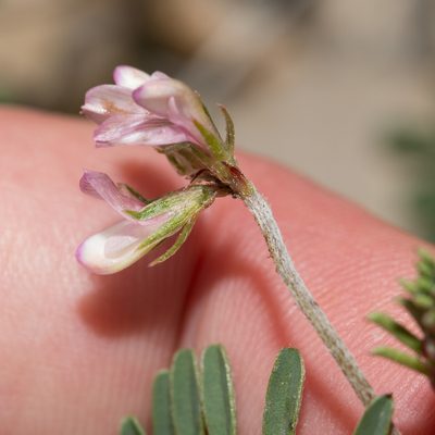 Sulla spinosissima, photographed by Tim Johnson