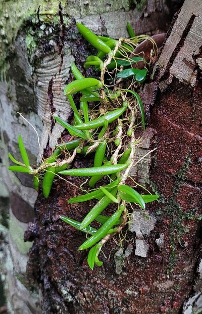 Bulbophyllum shepherdii, photographed by Eamonn Culhane