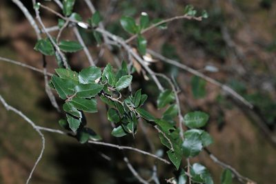 Quercus chrysolepis, photographed by Nicholas Wei