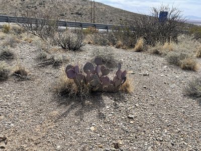 Opuntia macrocentra, photographed by CK2AZ