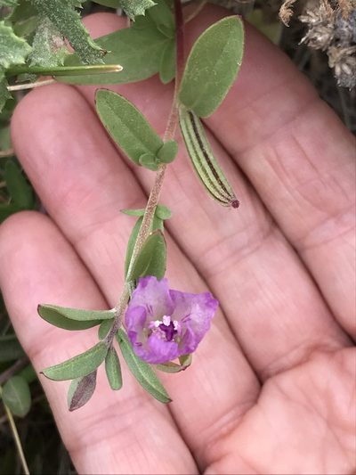 Clarkia prostrata, photographed by LJ Moore-McClelland
