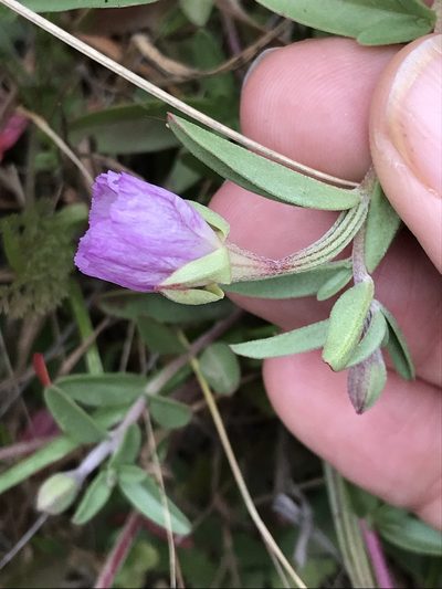 Clarkia prostrata, photographed by LJ Moore-McClelland