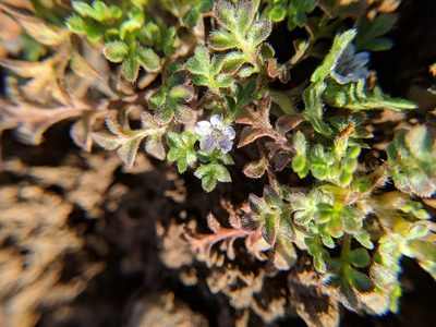 Nemophila pedunculata, photographed by Timothy McNitt