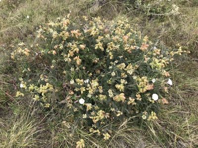 Astragalus nuttallii, photographed by LJ Moore-McClelland