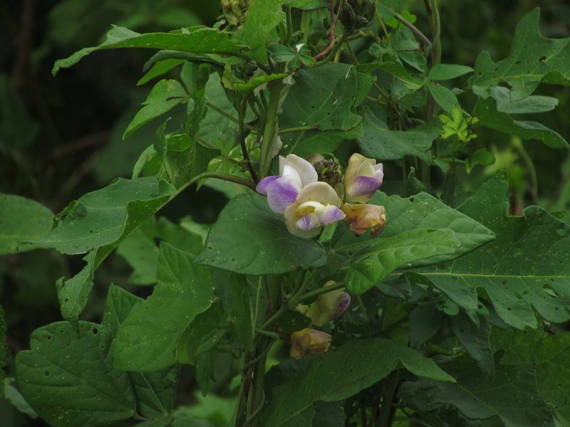 Leptospron adenanthum, photographed by Matias Cabezas