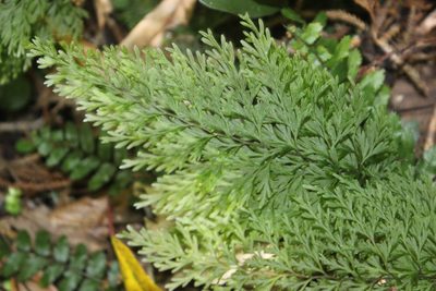 Hymenophyllum demissum, photographed by Joe Dillon