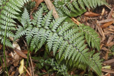 Polystichum neozelandicum, photographed by Joe Dillon
