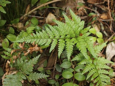 Rumohra adiantiformis, photographed by Joe Dillon