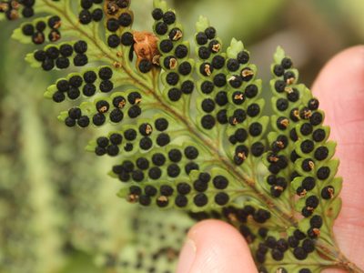 Rumohra adiantiformis, photographed by Joe Dillon