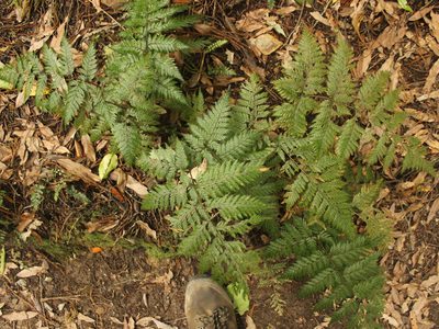 Lastreopsis hispida, photographed by Joe Dillon