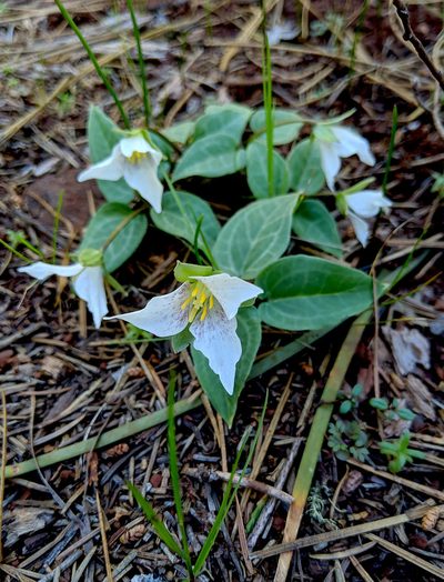 Pseudotrillium rivale, photographed by Timothy McNitt