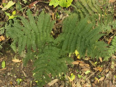 Leptopteris hymenophylloides, photographed by Joe Dillon