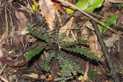Austroblechnum membranaceum, photographed by Joe Dillon