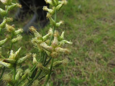 Baccharis spicata, photographed by Matias Cabezas