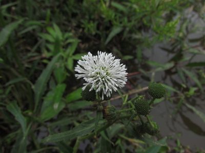 Gymnocoronis spilanthoides, photographed by Matias Cabezas