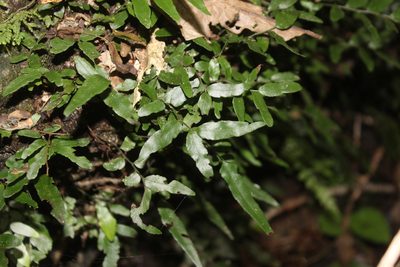 Arthropteris tenella, photographed by Joe Dillon