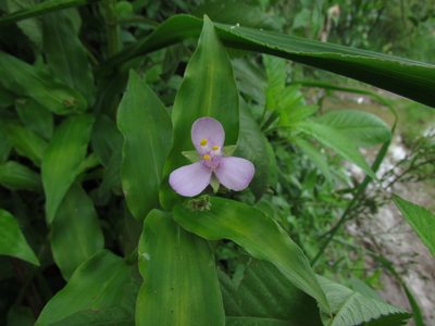 Tripogandra diuretica, photographed by Matias Cabezas