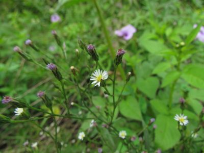 Aster squamatus, photographed by Matias Cabezas