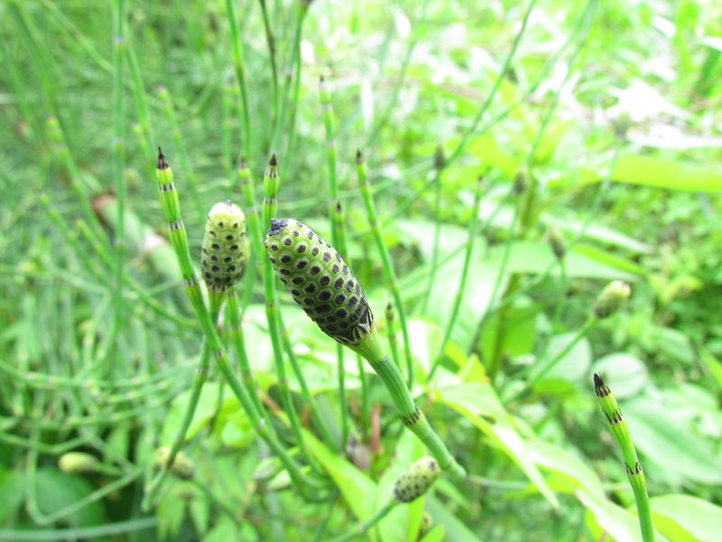 Equisetum giganteum, photographed by Matias Cabezas