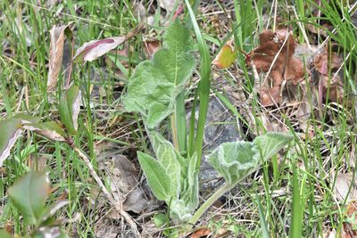 Balsamorhiza deltoidea, photographed by Braden J. Judson